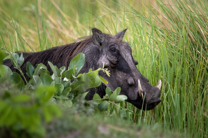 Warthog hiding in the grass.jpg