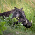 Warthog hiding in the grass.jpg