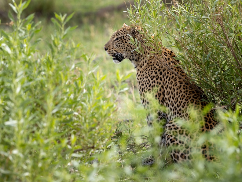 Leopard hunting