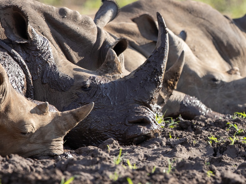 A crash of rhinos