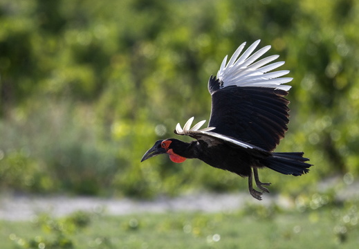 Southern ground hornbill in flight
