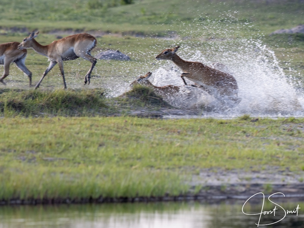 Red lechwe in the water