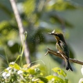 Little bee-eater catches an insect