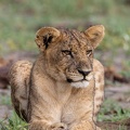 Relaxed lion