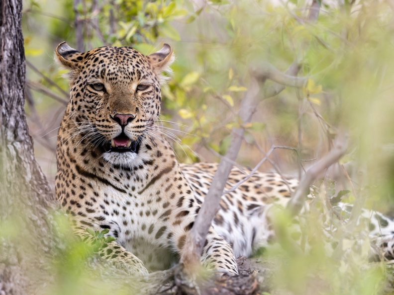 Leopard camouflaged in the bush