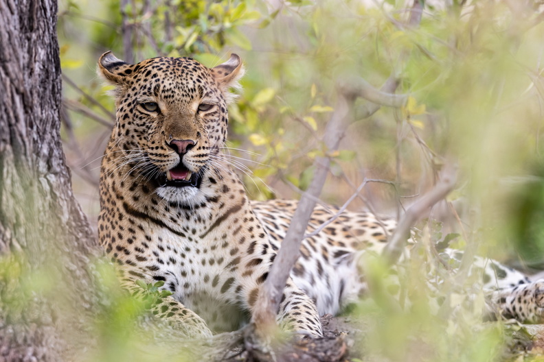 Leopard camouflaged in the bush.jpg