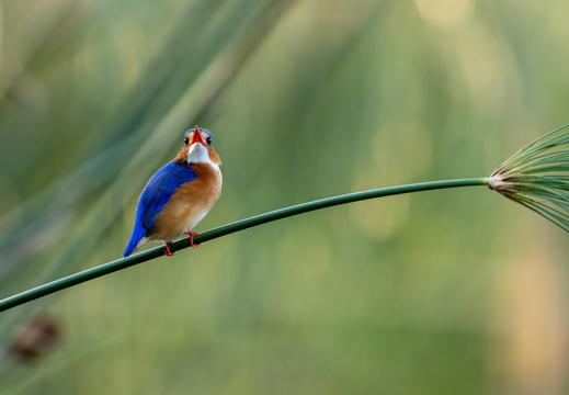 Malachite kingfisher on a papyrus stem