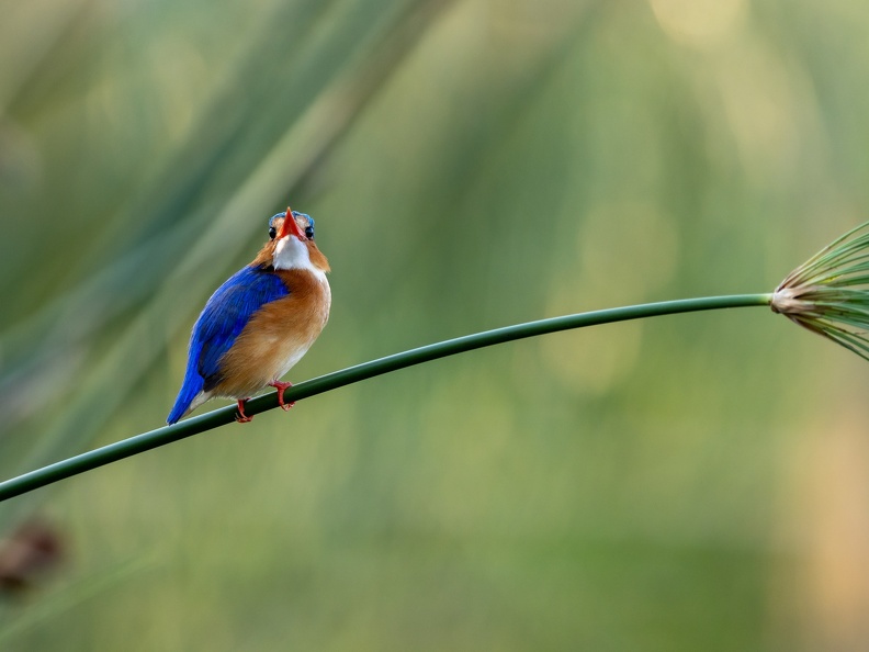 Malachite kingfisher on a papyrus stem
