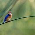 Malachite kingfisher on a papyrus stem.jpg