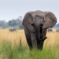 Elephant in the open grasslands