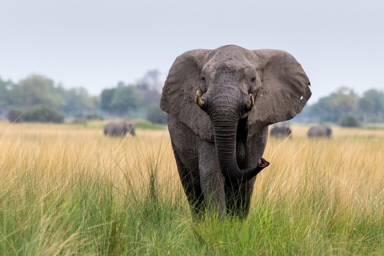 Elephant in the open grasslands.jpg