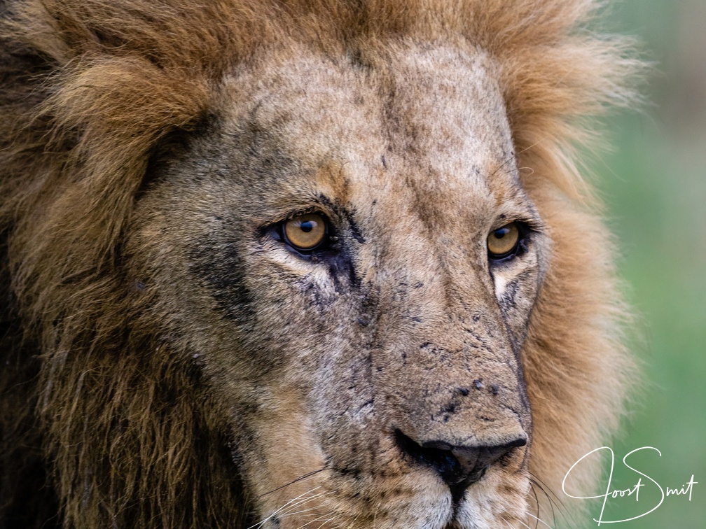 Portrait of a male lion in the Okavango