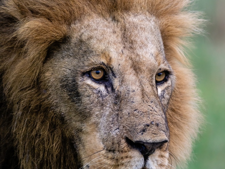 Portrait of a male lion in the Okavango