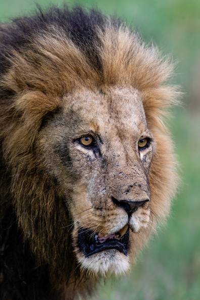 Portrait of a male lion in the Okavango.jpg