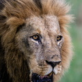 Portrait of a male lion in the Okavango.jpg