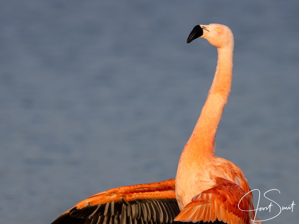 Flamingo in de Groenzoom