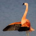 Flamingo in de Groenzoom