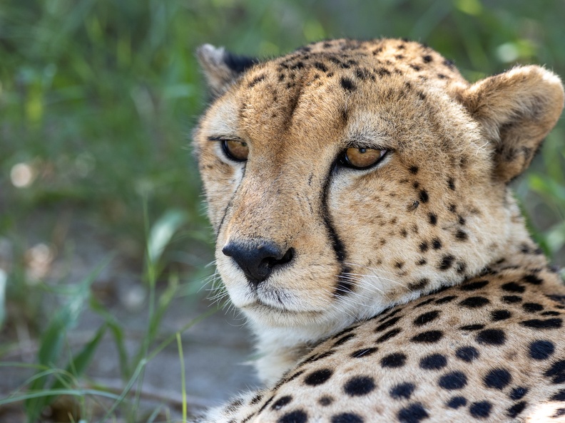 Cheetah close-up