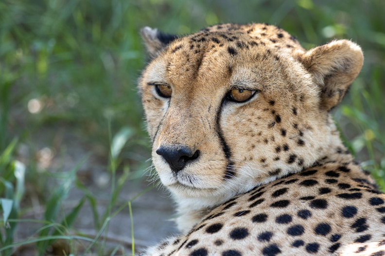 Cheetah close-up.jpg