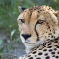 Cheetah close-up.jpg