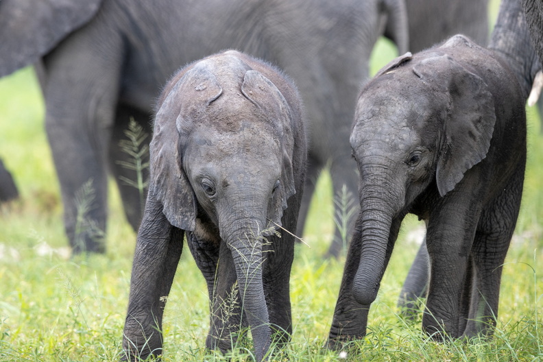Baby elephants.jpg