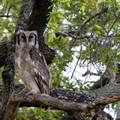 Giant Eagle Owl.jpg