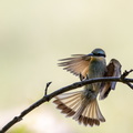 Little bee-eater.jpg