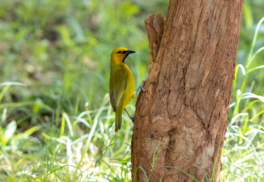 Spectacled weaver on a tree