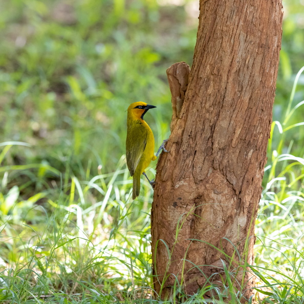 Spectacled weaver on a tree.jpg
