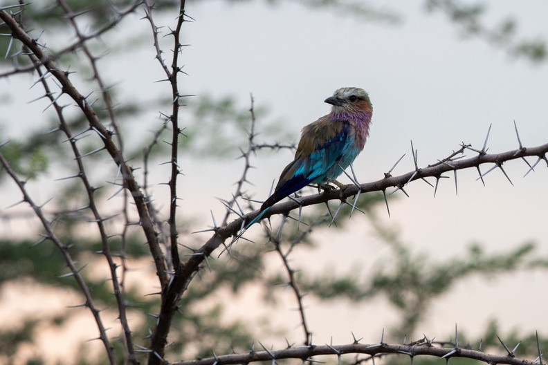 Lilac-breasted roller.jpg