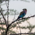 Lilac-breasted roller.jpg