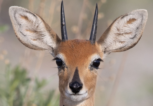 Steenbok close-up