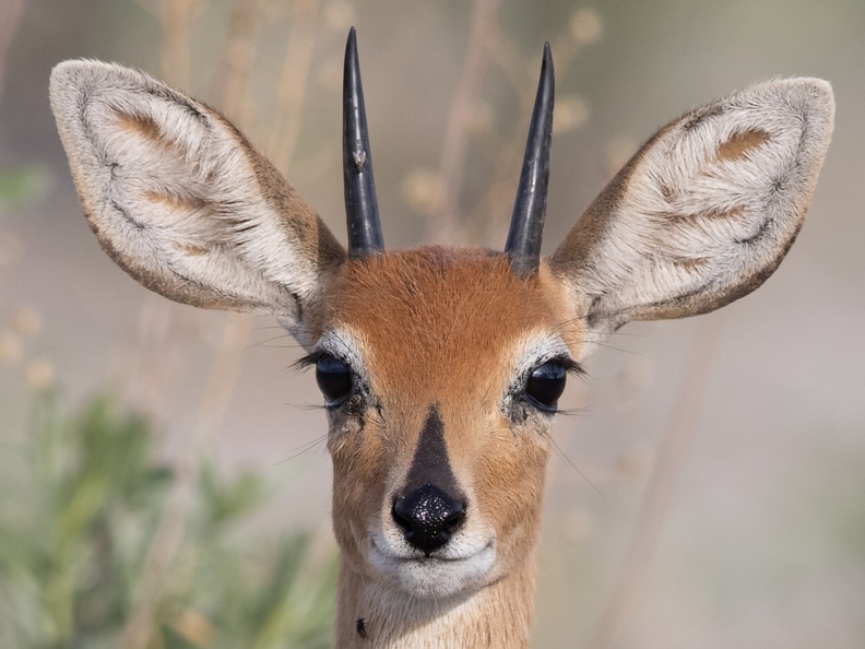 Steenbok close-up