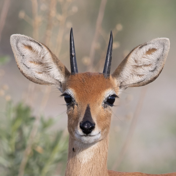 Steenbok close-up.jpg