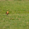 Grutto in het gras.jpg