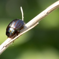 Rosemary beetle2