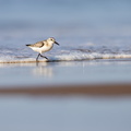 Drieteenstrandloper op het strand.jpg