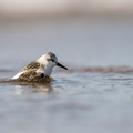 Drieteenstrandloper komt uit het water.jpg