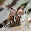 Schietmot op een paddestoel in het bos.jpg