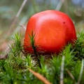 Rode paddestoel in het groene mos
