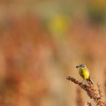 Gele kwikstaart in veld van rode zuring.jpg