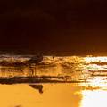 Kluut tegen zonsondergang.jpg