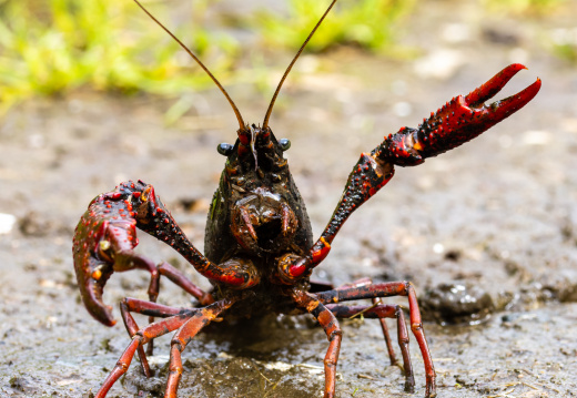 Crayfish attack!