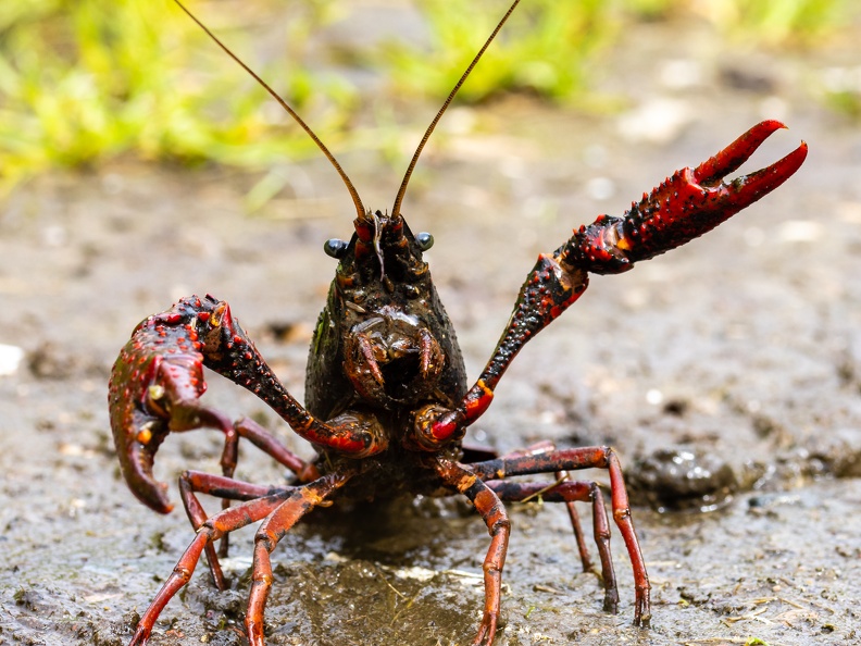 Crayfish attack!