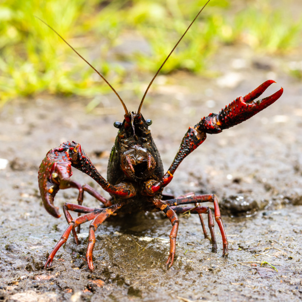 Crayfish attack!.jpg