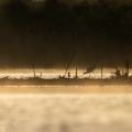 Pied avocet in the fog.jpg