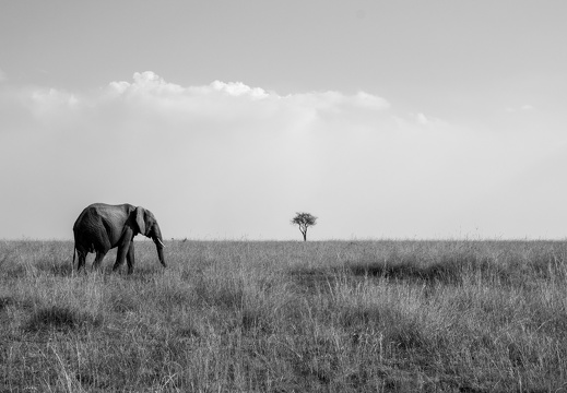 Masai Mara in B&W