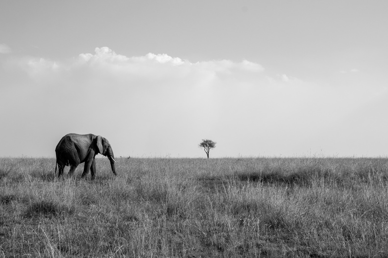 Classic Masai Mara.jpg
