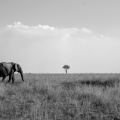 Classic Masai Mara.jpg