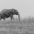Elephant on the Ridge.jpg